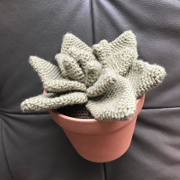 Cactus succulent in clay planter pot (Echeveria) - Picture 5 of 5